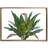 Dkd Home Decor Canvas Tropical Leaf of a plant (80 x 3 x 60 cm) Framed Art