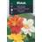 Weibulls Dahlia Early Bird Blomsterfrø