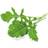 Click and Grow Arugula Plant Pods 3-pack Plantenæring & Gødning