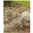 Poppy Forge Pond Pest Protection Stakes pack