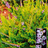 Calluna Vulgaris 'Wickwar Flame' Potteplante