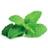 Click and Grow & Smart Garden Refill: Peppermint Krydderurtefrø