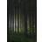 Venture Home Poster Woods 21x30 Plakat