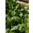 Venture Home Poster Green leaf 21x30 Poster