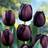 Very Tulip 'Queen Of The Night'- 20 Bulbs