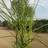 MISCANTHUS sinen. 'Nippon' Elefantgræs Prydbusk