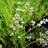 Limonium Latifolium Staude
