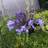 Agapanthus Hybrid 'Dr. Brouwer' Staude