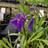 Sibirisk Iris Iris Prydbusk