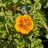 Potentilla Argyrophylla Staude