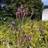Jernurt - Verbena hastata Prydbusk
