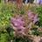 Astilbe chinensis Pumila