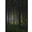 Venture Home Woods Poster 70x100cm