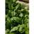 Venture Home Poster Green leaf Poster 50x70cm