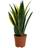 Very Sansevieria Golden Flame Artificial Plant