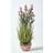 Homescapes Artificial Pink Lavender Plant Artificial Plant