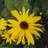 Staude Solsikke Miss Mellish Helianthus Sommerblomst