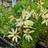 Coreopsis Verticillata 'Moonbeam' Staude