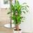 Very Dracaena Fragrans Coast Artificial Plant