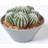 Homescapes Artificial Barrel Cactus Arrangement Green Artificial Plant