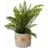 Premier Housewares Fiori Boston Fern Succulent Figurine