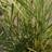 MISCANTHUS sinen. 'Red Chief' efterårsfarver Prydbusk