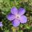 GERANIUM himalayense 'Johnsons Blue' Storkenæb Staude