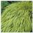 Japansk Skovgræs Hakonechloa macra Blomsterfrø