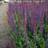 SALVIA nemorosa 'Ostfriesland' Salvie Prydbusk