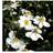 Anemone Japonica 'Honorine Jobert' Staude