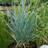 Blågræs Elymus magellanicum Staude