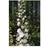 Ridderspore Magic Fountain Hvid Delphinium Magic