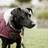 Kentucky Dog Coat Original Bordeaux
