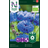 Nelson Garden Blåklint Hög Organic frö Blomsterfrø