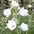 Ridderspore Galahad - Delphinium pacific Galahad Sommerblomst