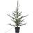 Sirius Milas Cedar Christmas Tree Ornament 100cm