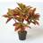 Homescapes Red Rushfoil' Artificial Croton Plant with Artificial Plant