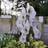 ACONITUM carmichelii 'Cloudy' - Stormhat Prydbusk