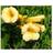 Trompetblomst Flava 40-60 cm. Campsis Prydbusk