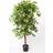 Emerald kunstigt figentræ Deluxe Kunstig plante