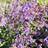 Nepeta Faassenii 'Six Hill Giant' Staude