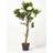 Homescapes White Potted Rose Tree Artificial Plant with lifelike Artificial Plant