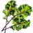 Click and Grow & Smart Garden refill Raudona Kale 3pcs Krukke