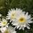 Leucanthemum Supberbum 'Wirral Supreme' Staude