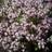 Timian Pink Chintz Thymus praecox Pink Chintz Prydbusk