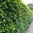 Fagus Sylvatica 150-180cm 5-pack Hækplante