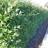 Ligustrum Vulgare Liga 80-100cm 10-pack Hækplante