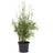 Cramers Blommor Bambus Bimbo Potteplante