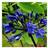 Agapanthus Hybrid 'Black Buddhist' Staude