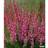 Calluna vulgaris 'Athene' Efterårslyng Sommerblomst